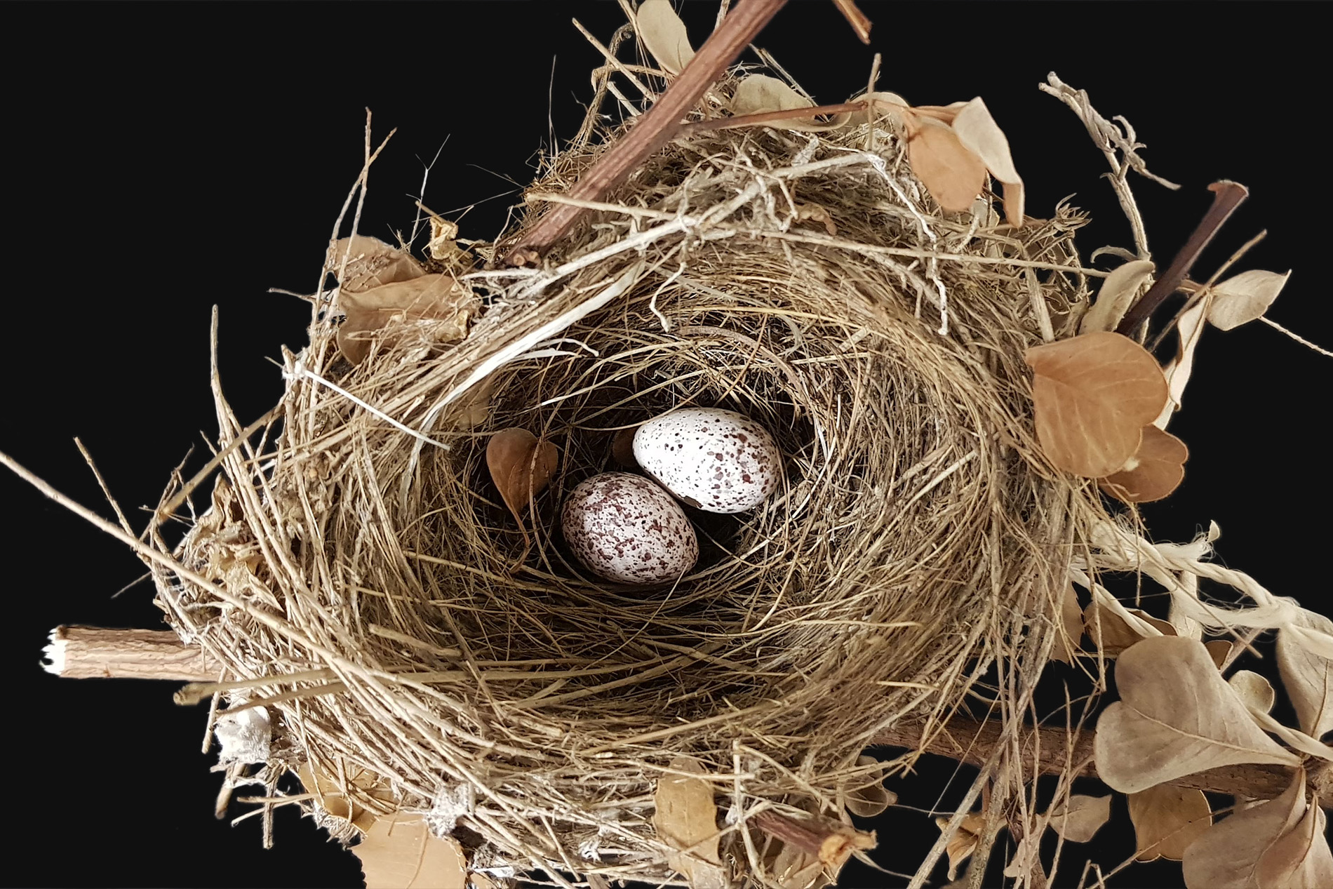 מגדיר קני ציפורים בהקמה