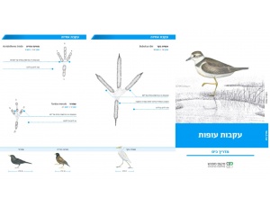 bird_guide-min_1008106123