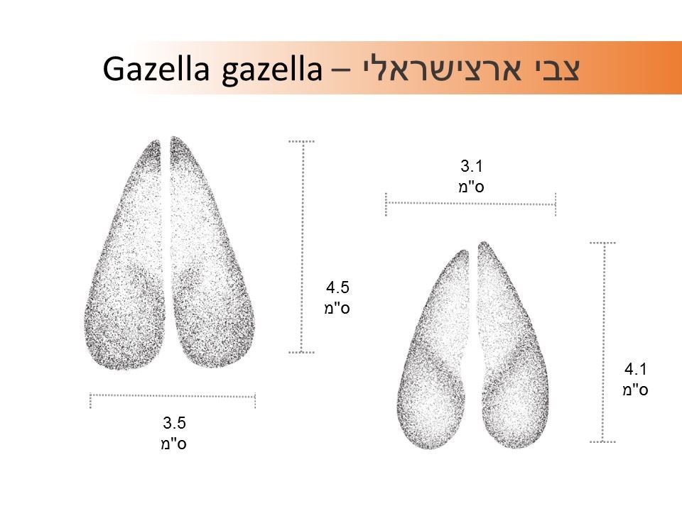 עקבות צבי א"י תרשים