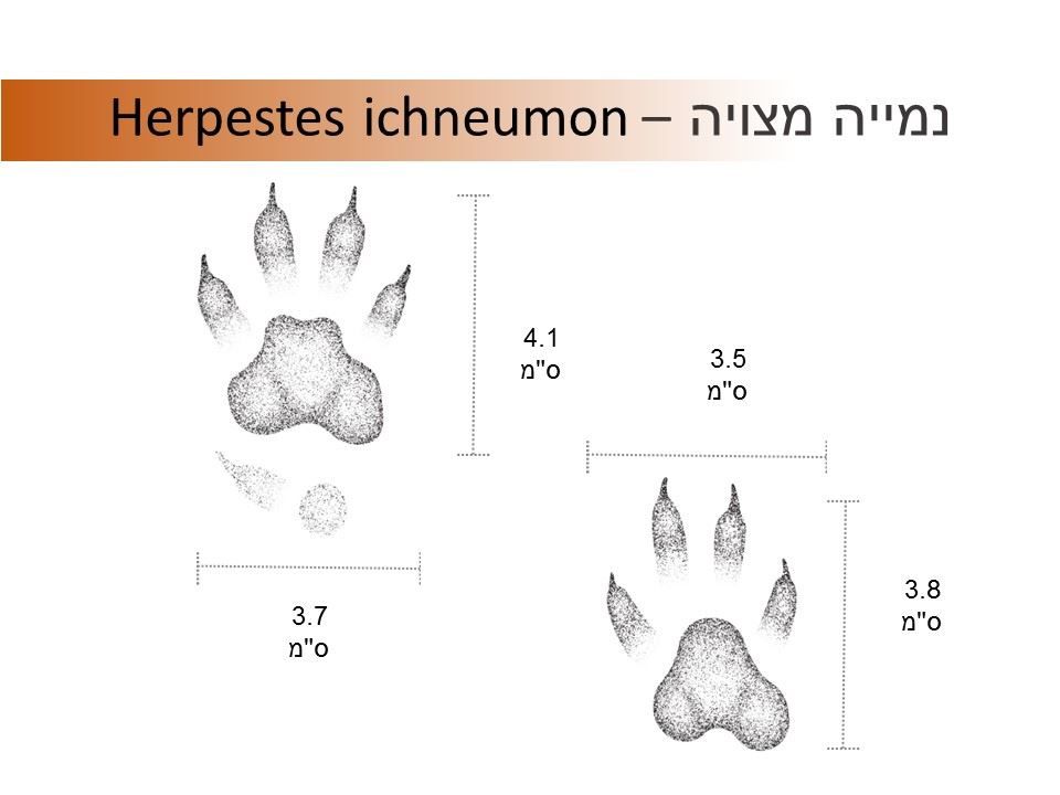 עקבות נמייה איור