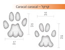 קרקל - Caracal caracal