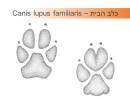 כלב הבית - Canis lupes familiaris