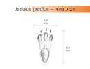 ירבוע מצוי - Jaculus jaculus