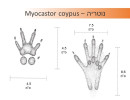 נוטריה - Myocastor coypus