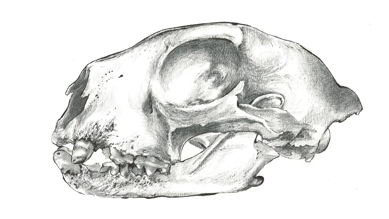 גולגולת נמר