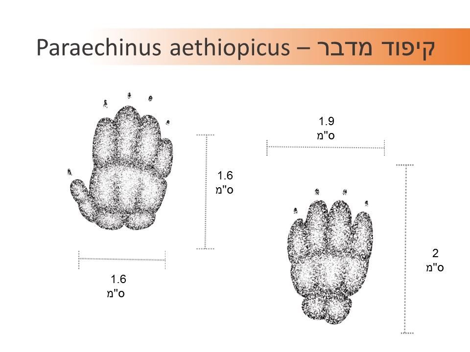 עקבות קיפוד מדבר