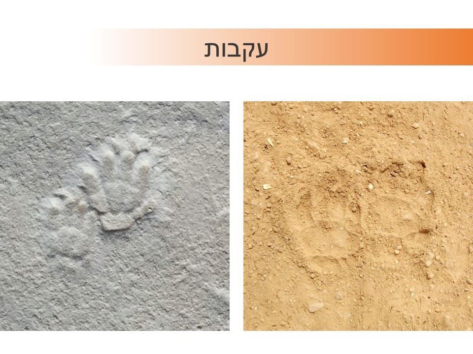 עקבות קיפוד מדבר