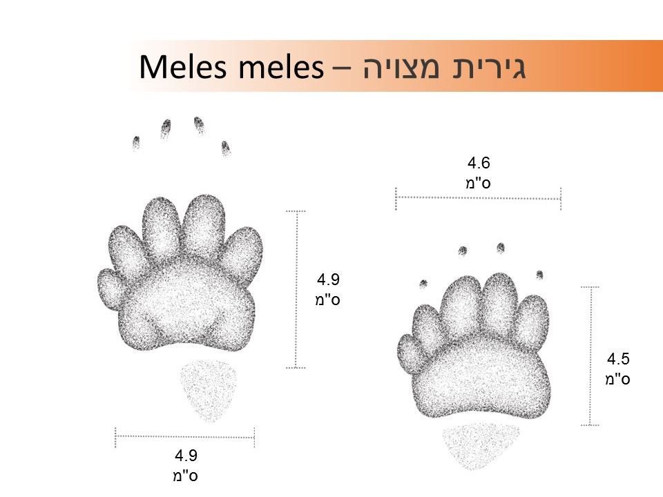 עקבות גירית איור