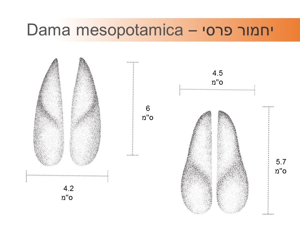 עקבות יחמור