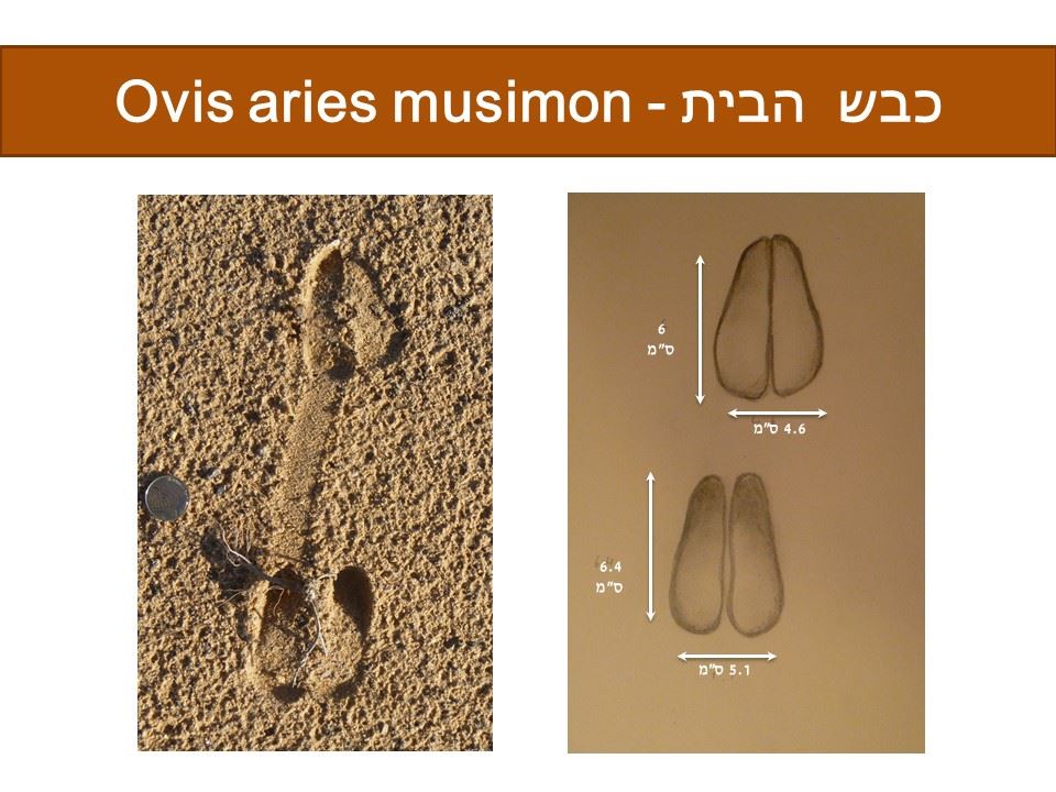 כבש - Ovis aries musimon