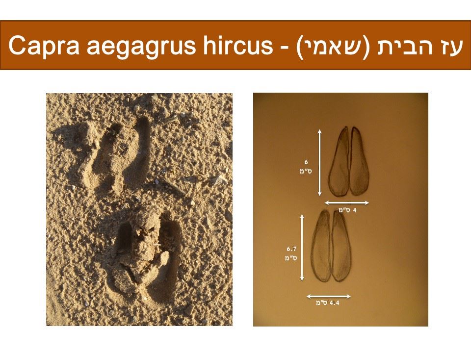 עז - Capra aegagrus hircus
